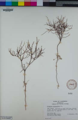 Image of Eriogonum brachyanthum