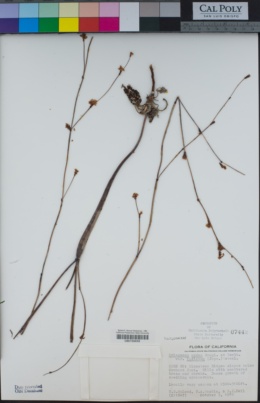 Eriogonum nudum var. indictum image