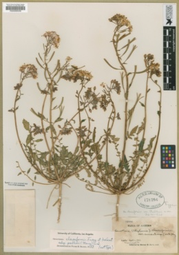 Chylismia claviformis subsp. peeblesii image
