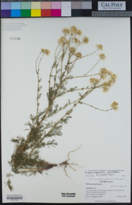 Image of Tripleurospermum maritimum