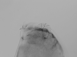 Image of Platicrista cheleusis