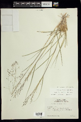 Eragrostis oreophila image