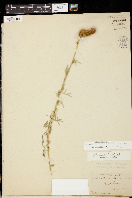 Petalostemon purpureum var. molle image