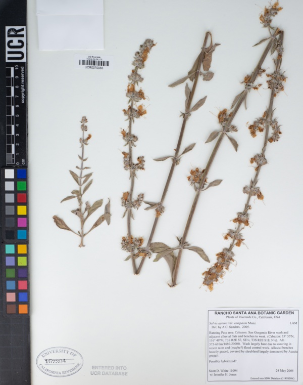 Salvia apiana var. compacta image