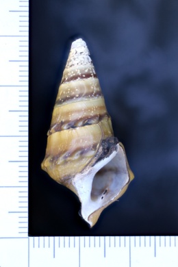 Pleurocera nobilis image