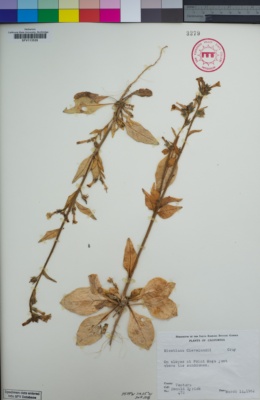 Nicotiana clevelandii image