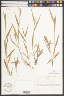 Panicum villosissimum var. pseudopubescens image