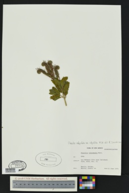 Phacelia integrifolia var. integrifolia image