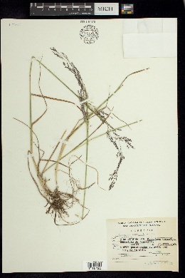 Image of Agrostis bourgaei