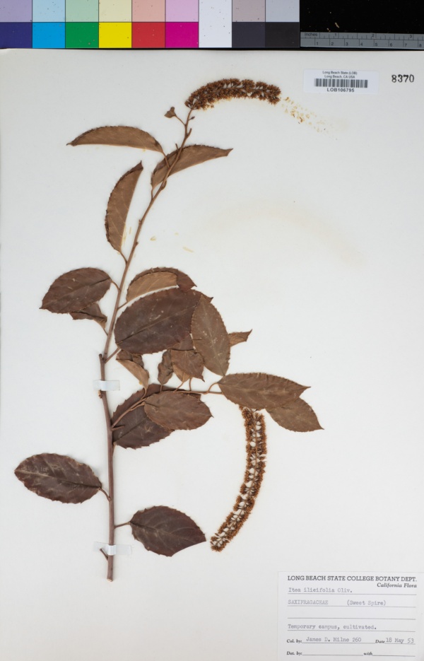 Itea ilicifolia image