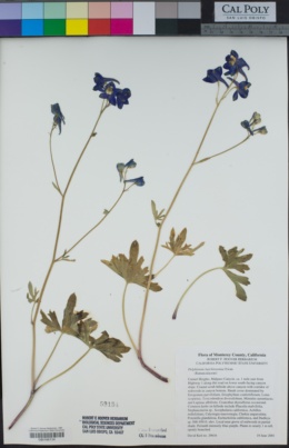 Delphinium hutchinsoniae image
