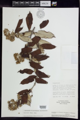 Banisteriopsis harleyi image