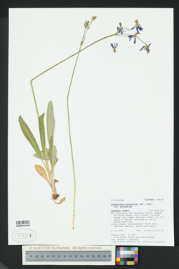 Image of Primula pauciflora