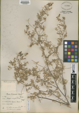 Astragalus microcymbus image
