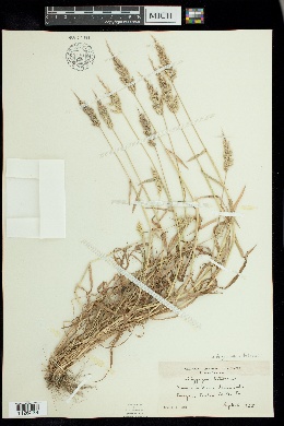 × Agropogon lutosus image