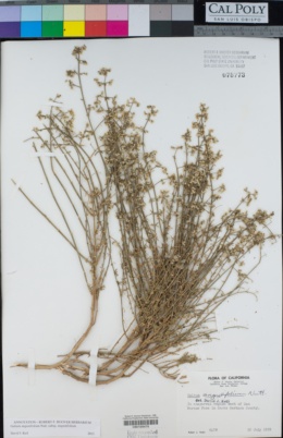 Galium angustifolium subsp. angustifolium image