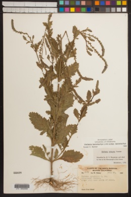 Verbena lasiostachys image