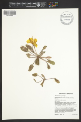Image of Oenothera xylocarpa