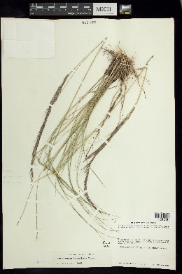 Muhlenbergia longiglumis image