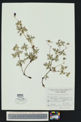 Image of Geranium potentillaefolium