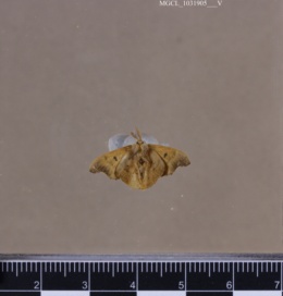 Lacosoma chiridota image