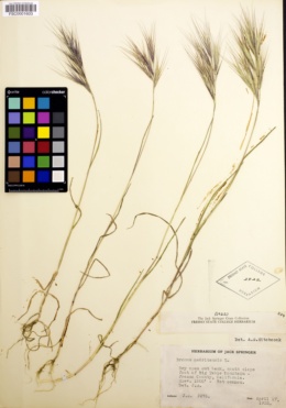 Bromus madritensis image