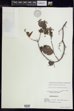 Banisteriopsis schizoptera image