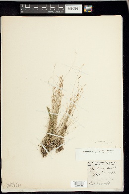 Rhynchospora capillacea f. capillacea image