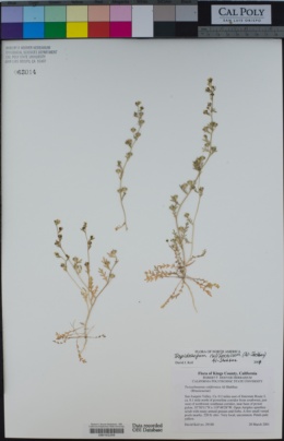 Image of Tropidocarpum californicum