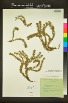 Huperzia porophila image