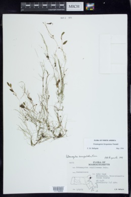Potamogeton bicupulatus image