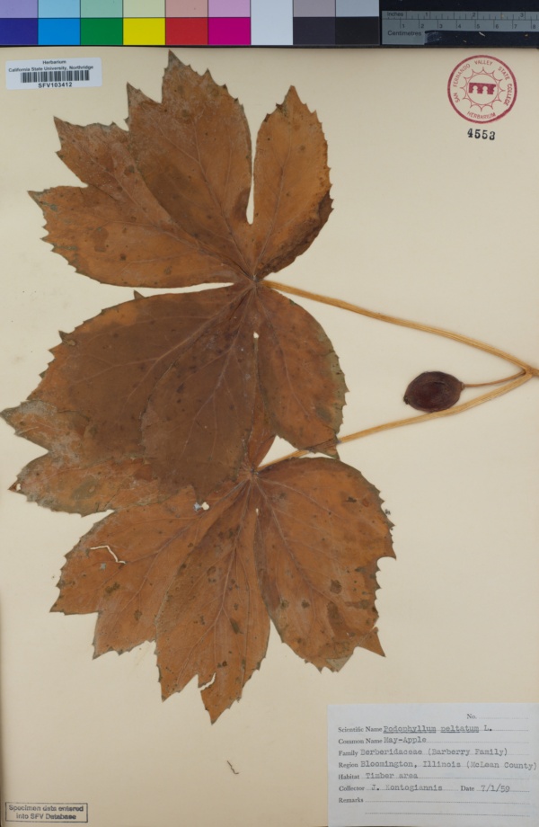 Berberidaceae image