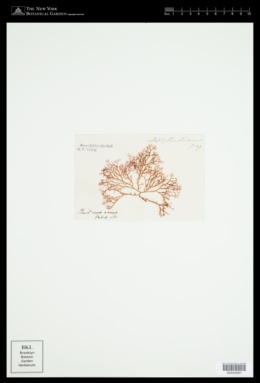 Austrophyllis alcicornis image