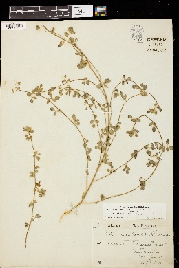 Syrmatium tomentosum image