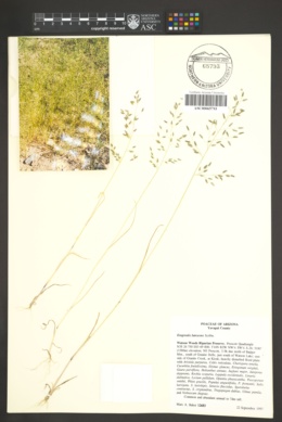 Eragrostis lutescens image