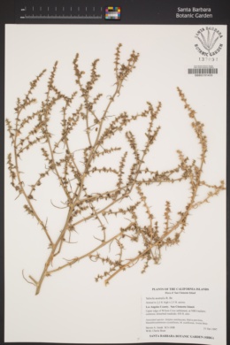Image of Salsola australis