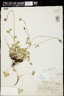 Trifolium bolanderi image