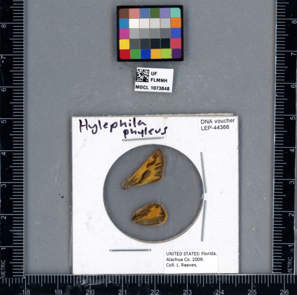 Hylephila phylaeus image