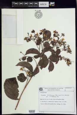 Callaeum psilophyllum image