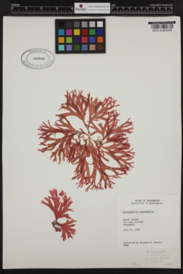 Callophyllis heanophylla image