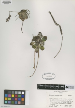 Echeveria calycosa image