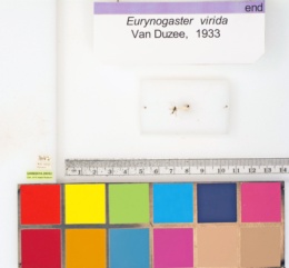Image of Eurynogaster virida