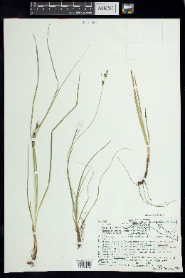 Carex turbinata image