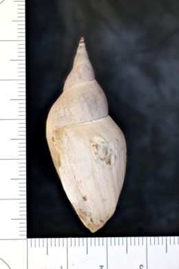 Image of Bulinus truncatus