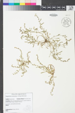 Image of Plagiobothrys trachycarpus