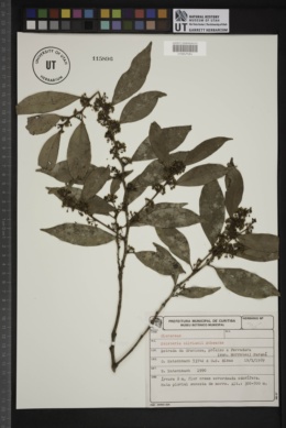 Heisteria silvianii image
