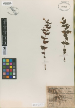 Image of Achimenes brevifolia