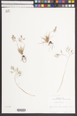 Festuca australis image
