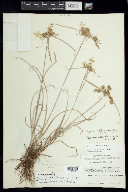 Image of Cyperus calderoniae