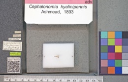 Cephalonomia hyalinipennis image